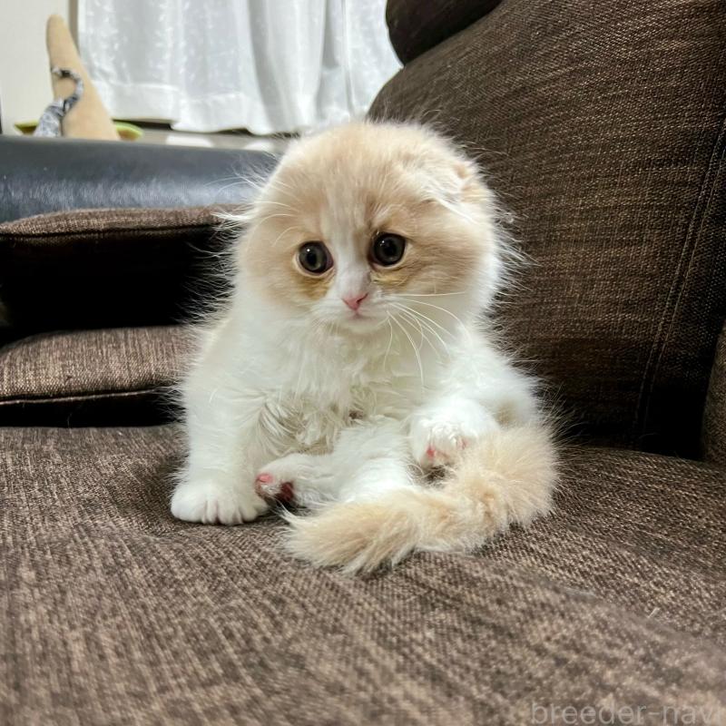 販売中の三重県のスコティッシュフォールド(折れ耳)-129918の7枚目