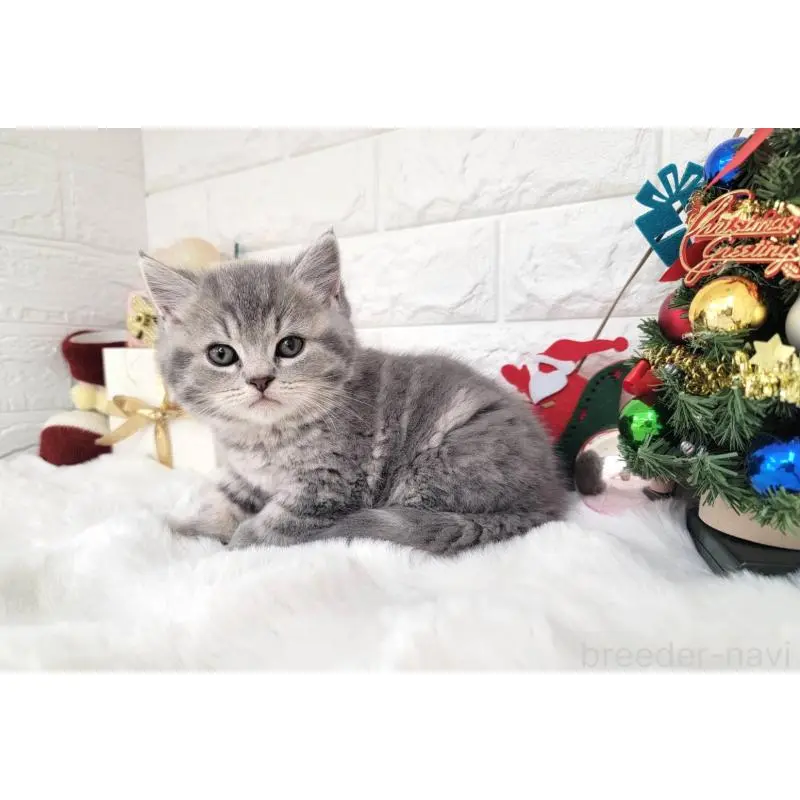 販売中の埼玉県のミヌエット-132877の1枚目