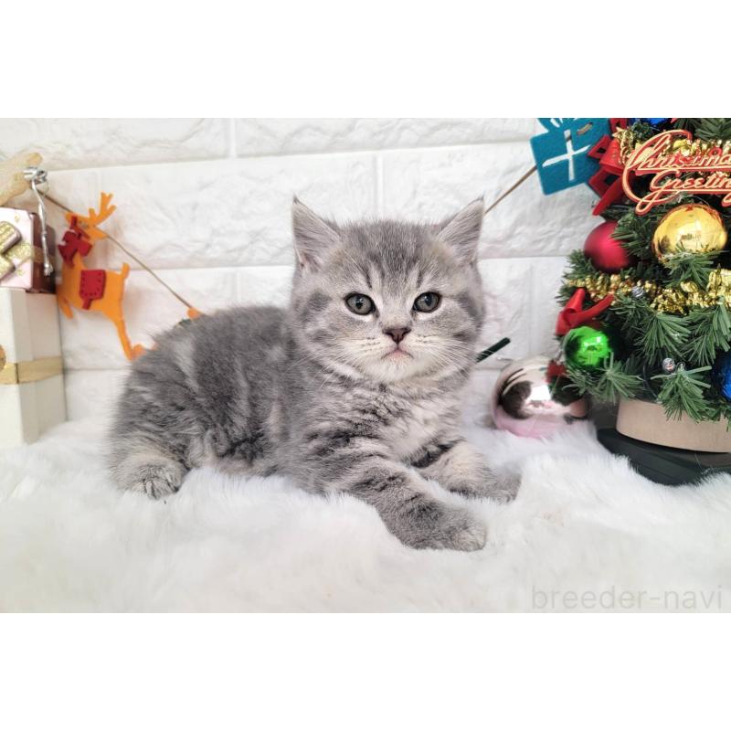 販売中の埼玉県のミヌエット-132877の6枚目