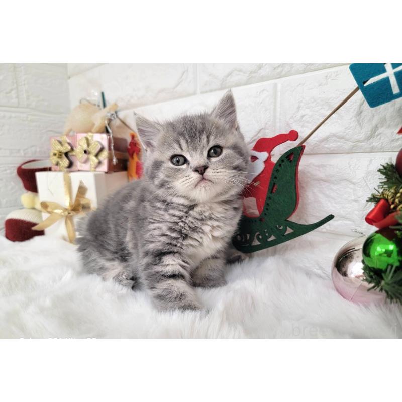 販売中の埼玉県のミヌエット-132877の5枚目