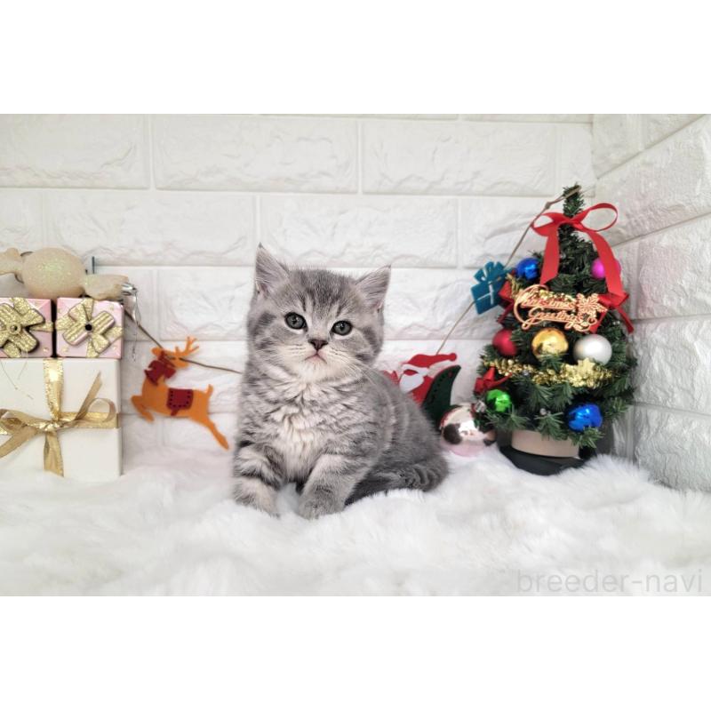 販売中の埼玉県のミヌエット-132877の4枚目