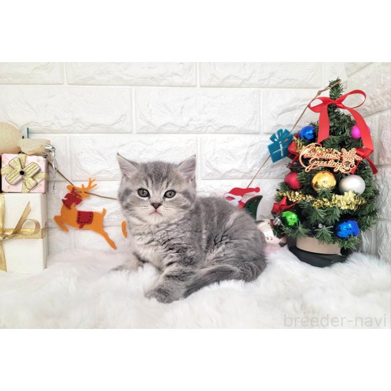 販売中の埼玉県のミヌエット-132877の3枚目