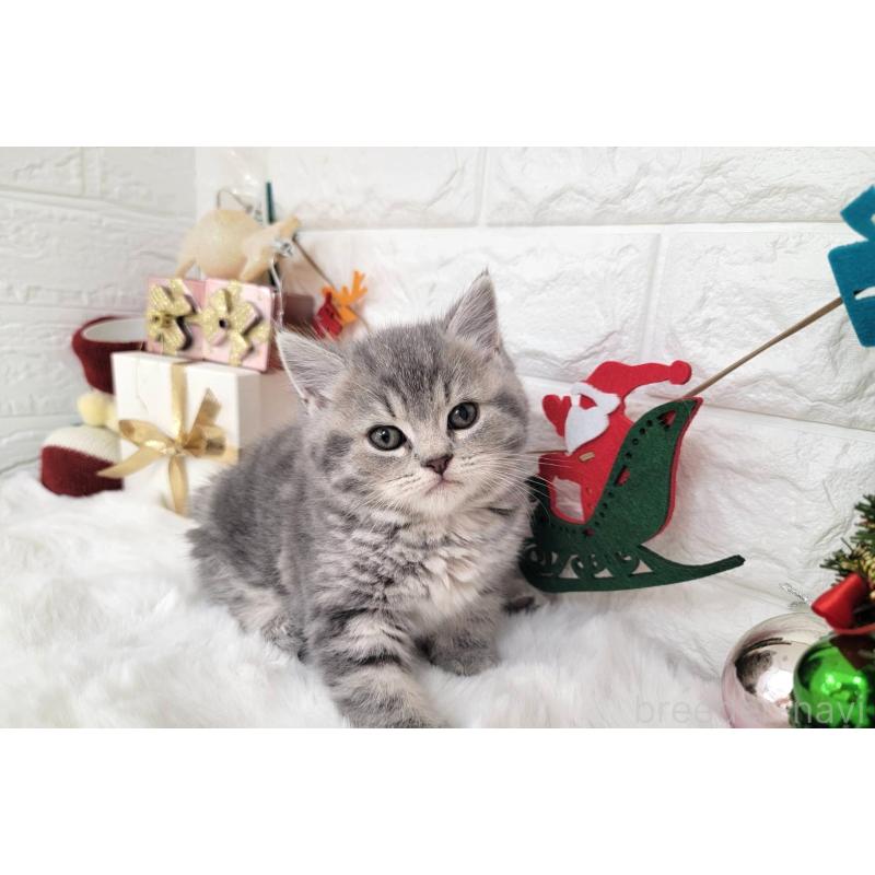 販売中の埼玉県のミヌエット-132877の2枚目