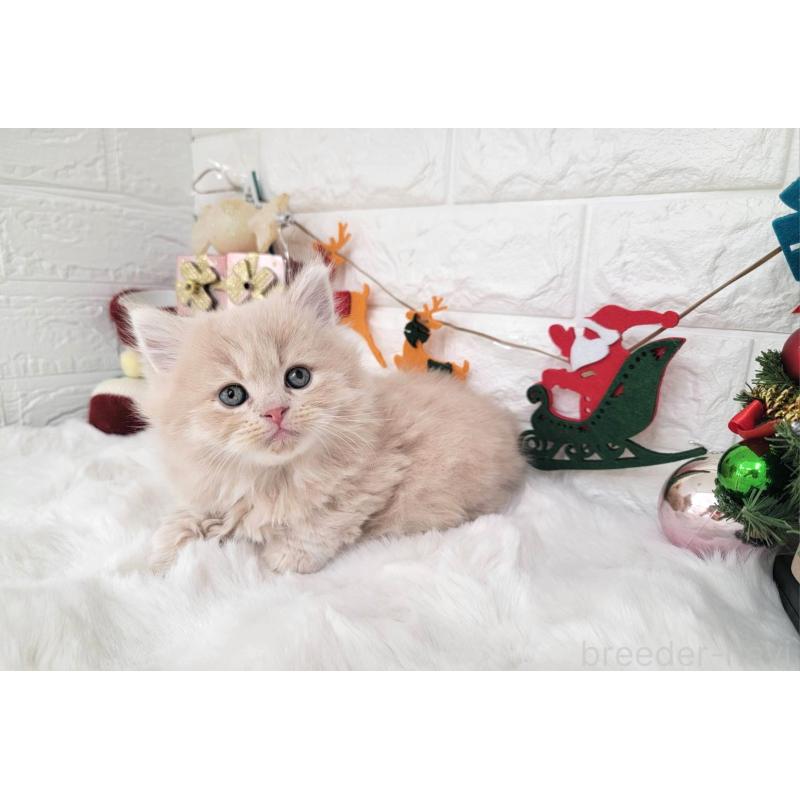 販売中の埼玉県のミヌエット(短足)-132878