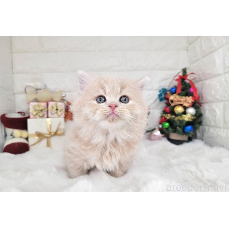 販売中の埼玉県のミヌエット(短足)-132878の6枚目