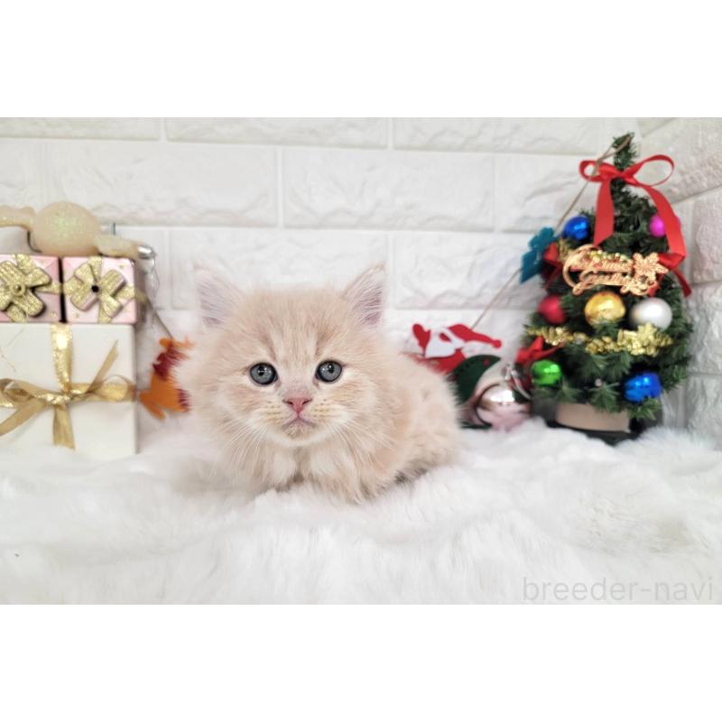 販売中の埼玉県のミヌエット(短足)-132878の5枚目