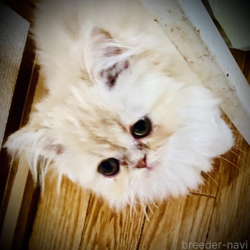 販売中の大阪府のエキゾチックロングヘア-132879の5枚目