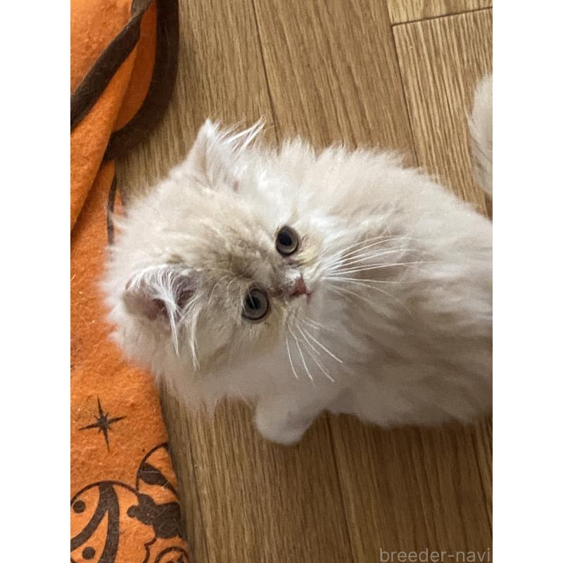 販売中の大阪府のエキゾチックロングヘア-132879の4枚目