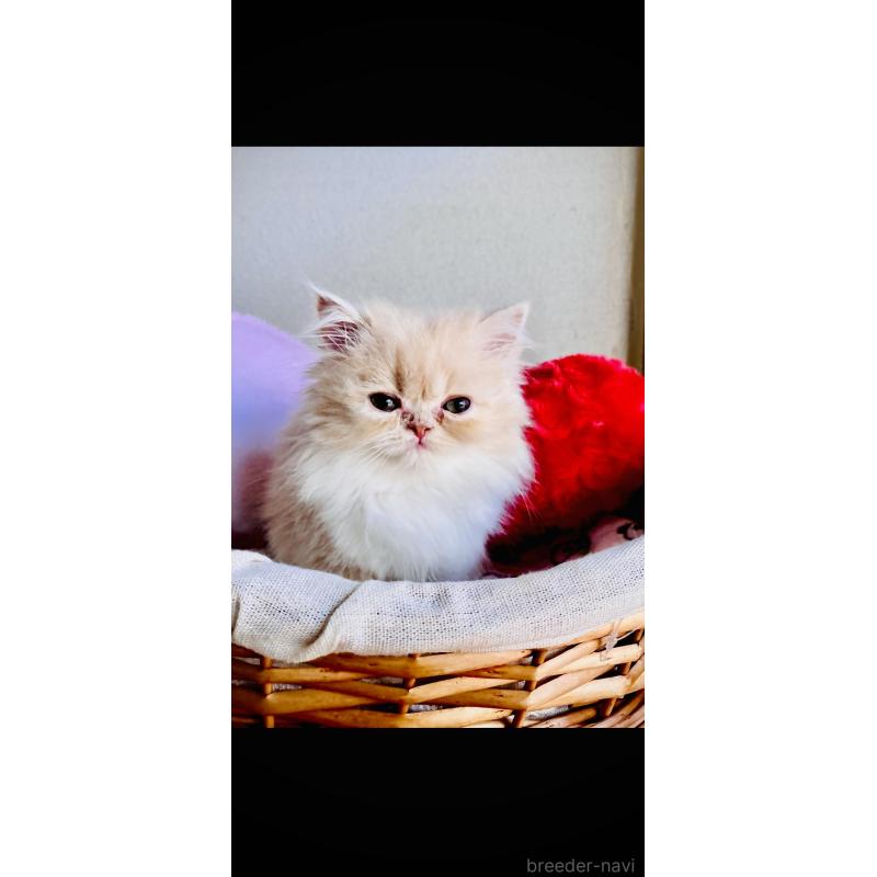 販売中の大阪府のエキゾチックロングヘア-132879の3枚目