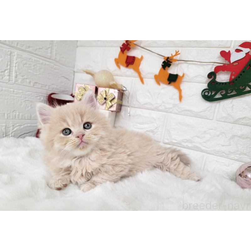 販売中の埼玉県のミヌエット(短足)-132878の4枚目