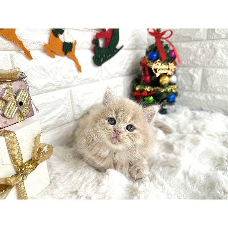 販売中の埼玉県のミヌエット(短足)-132878の3枚目