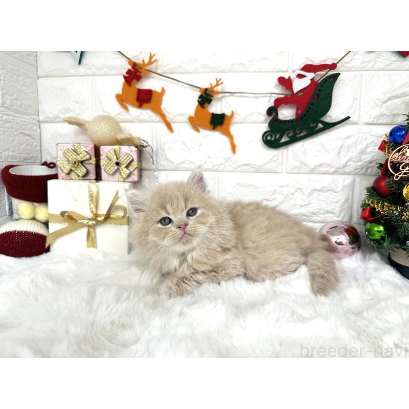 販売中の埼玉県のミヌエット(短足)-132878の2枚目