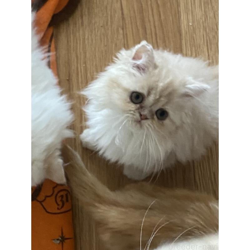 販売中の大阪府のエキゾチックロングヘア-132879の2枚目