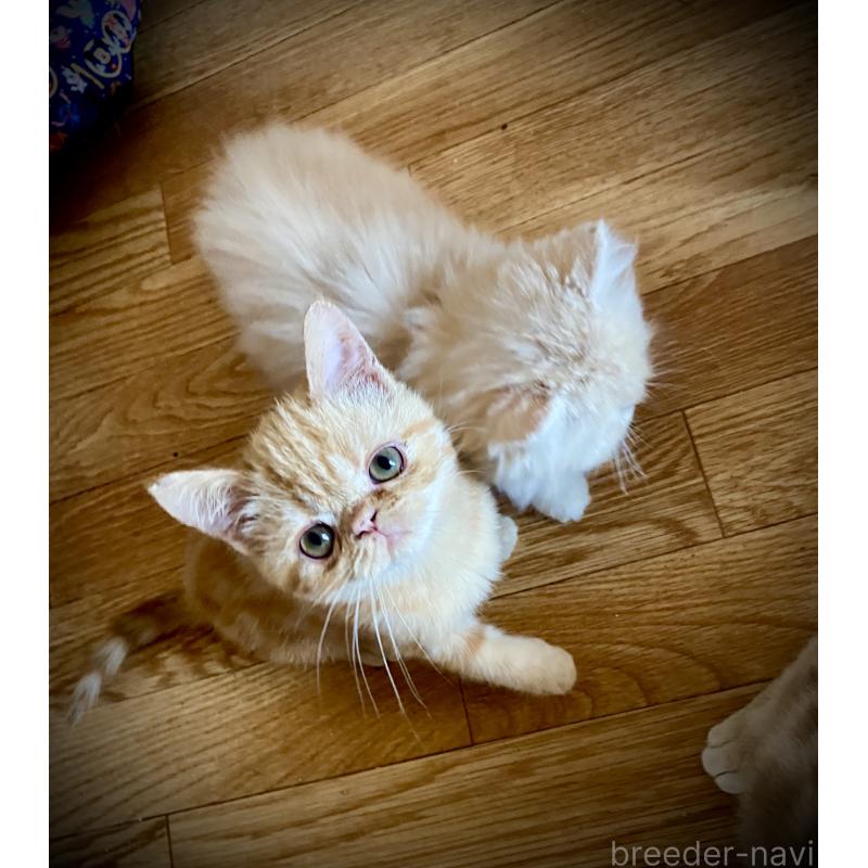 販売中の大阪府のエキゾチックショートヘア-132880の5枚目