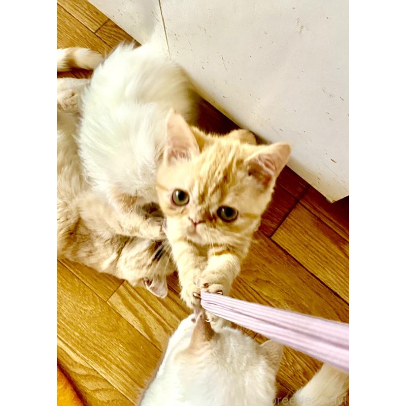 販売中の大阪府のエキゾチックショートヘア-132880の4枚目