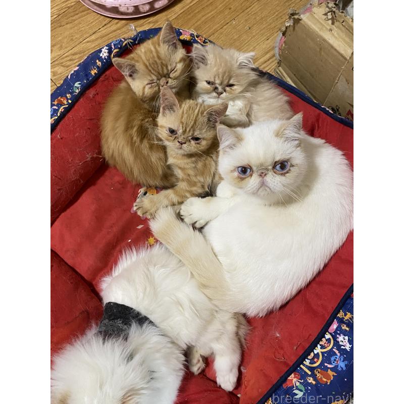 販売中の大阪府のエキゾチックショートヘア-132880の3枚目