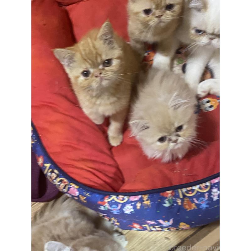 販売中の大阪府のエキゾチックショートヘア-132880の2枚目