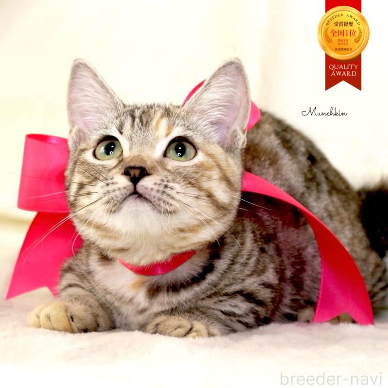 販売中の栃木県のマンチカン(短足)-131270