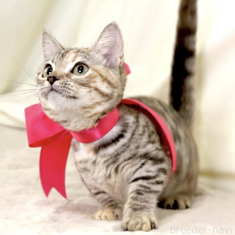 販売中の栃木県のマンチカン(短足)-131270の8枚目