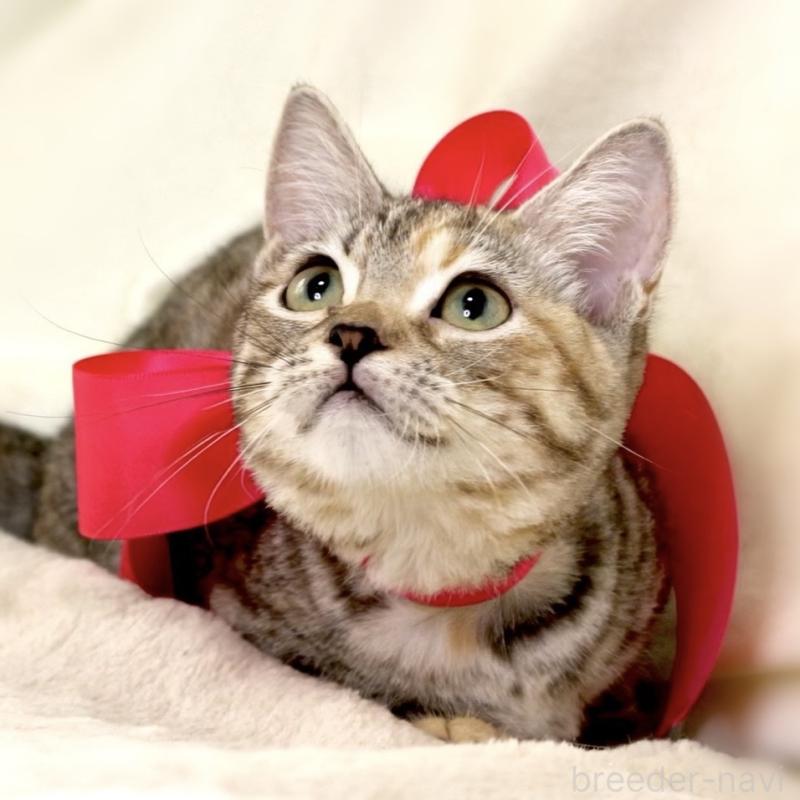 販売中の栃木県のマンチカン(短足)-131270の7枚目