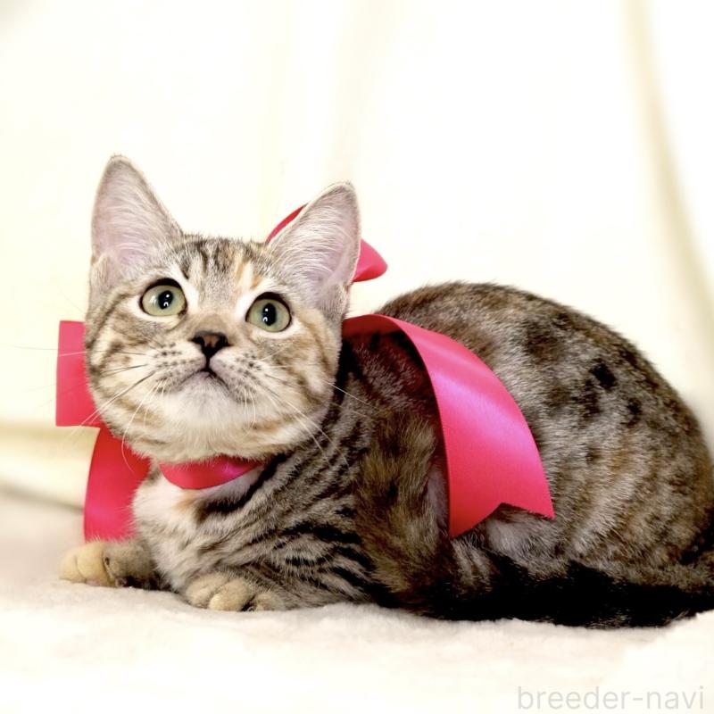 販売中の栃木県のマンチカン(短足)-131270の6枚目