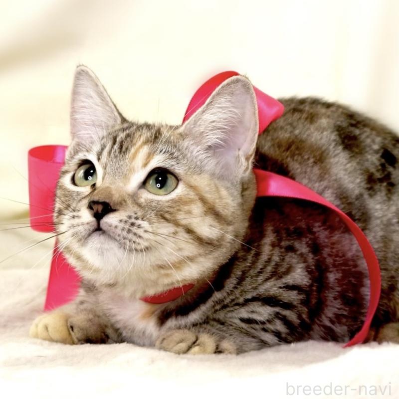 販売中の栃木県のマンチカン(短足)-131270の5枚目