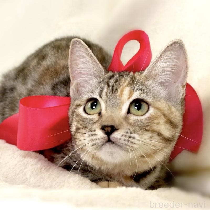 販売中の栃木県のマンチカン(短足)-131270の4枚目