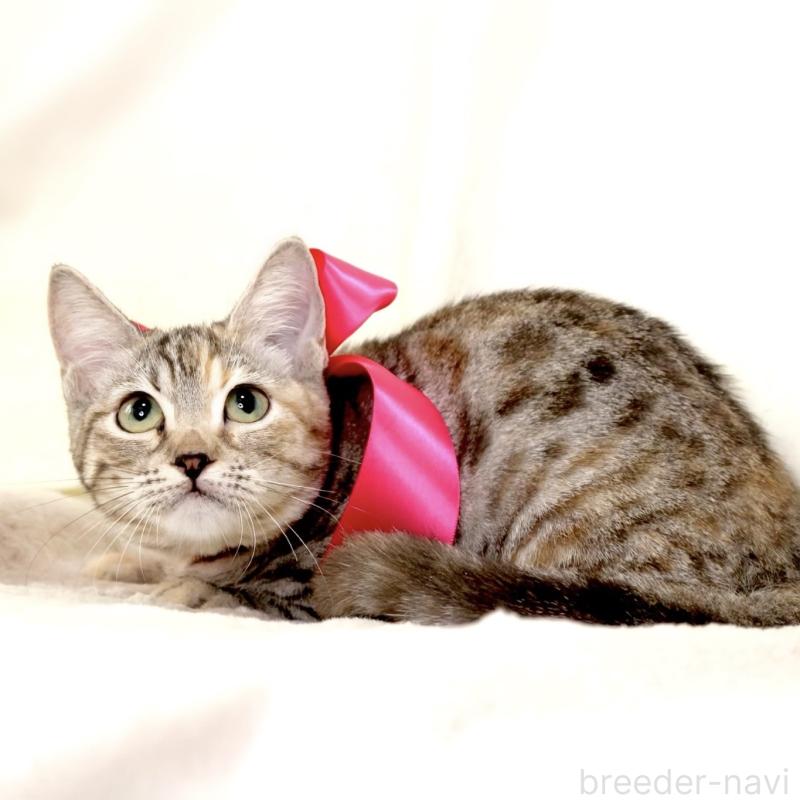 販売中の栃木県のマンチカン(短足)-131270の3枚目