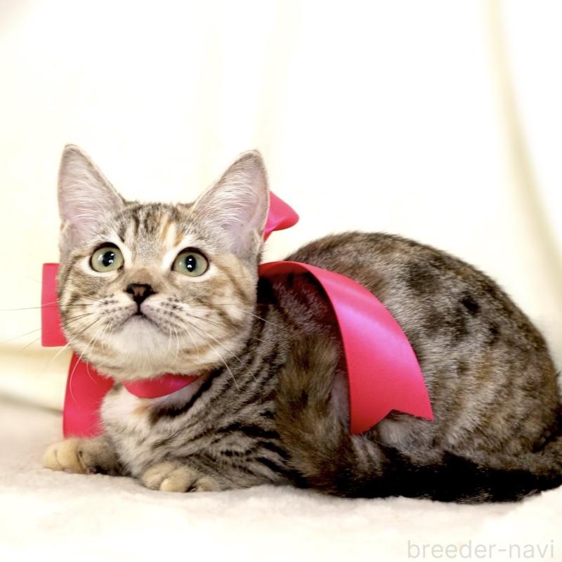 販売中の栃木県のマンチカン(短足)-131270の2枚目