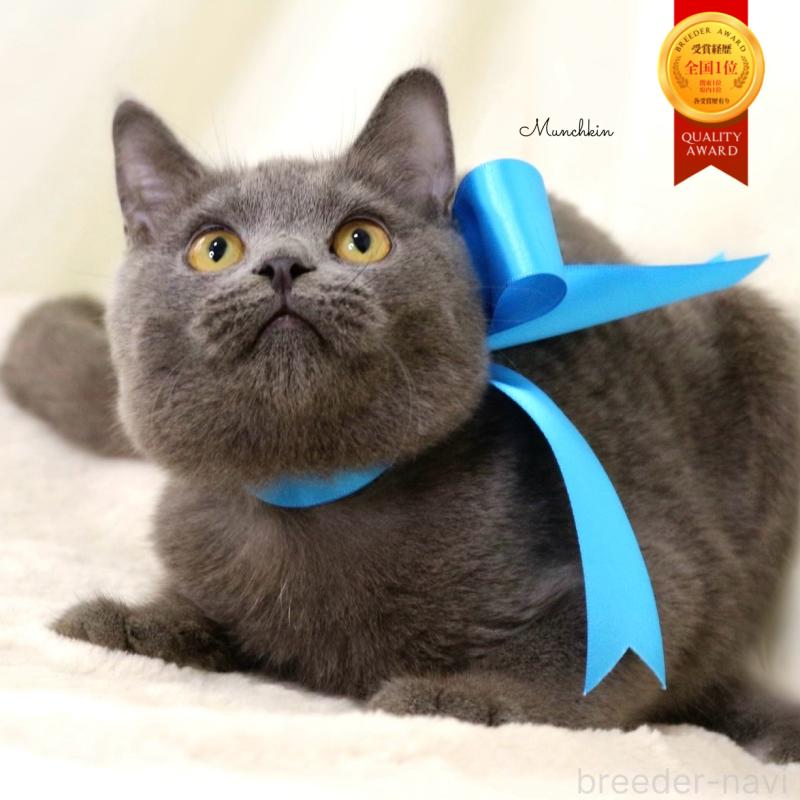 販売中の栃木県のマンチカン-131108