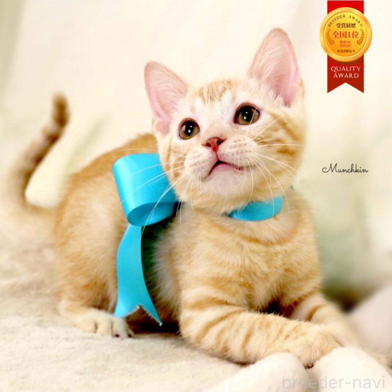 販売中の栃木県のマンチカン-132391