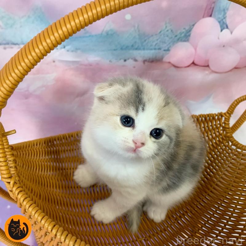 成約済の大阪府のスコティッシュフォールド-132006