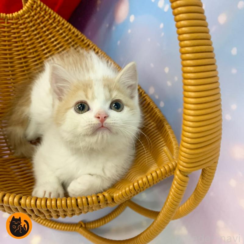 成約済の大阪府のスコティッシュフォールド-131131