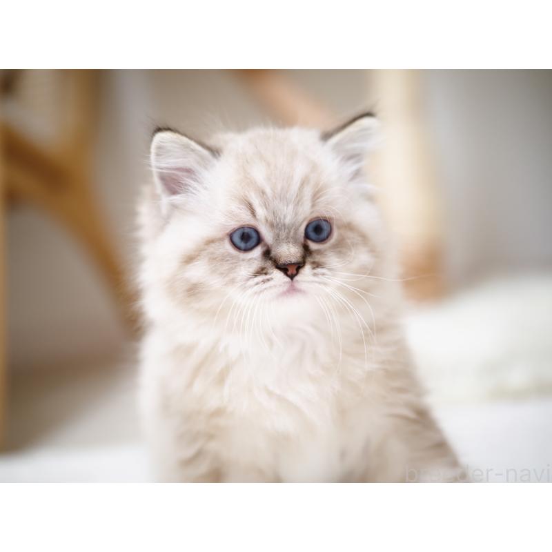 販売中の埼玉県のラグドール-131230の20枚目