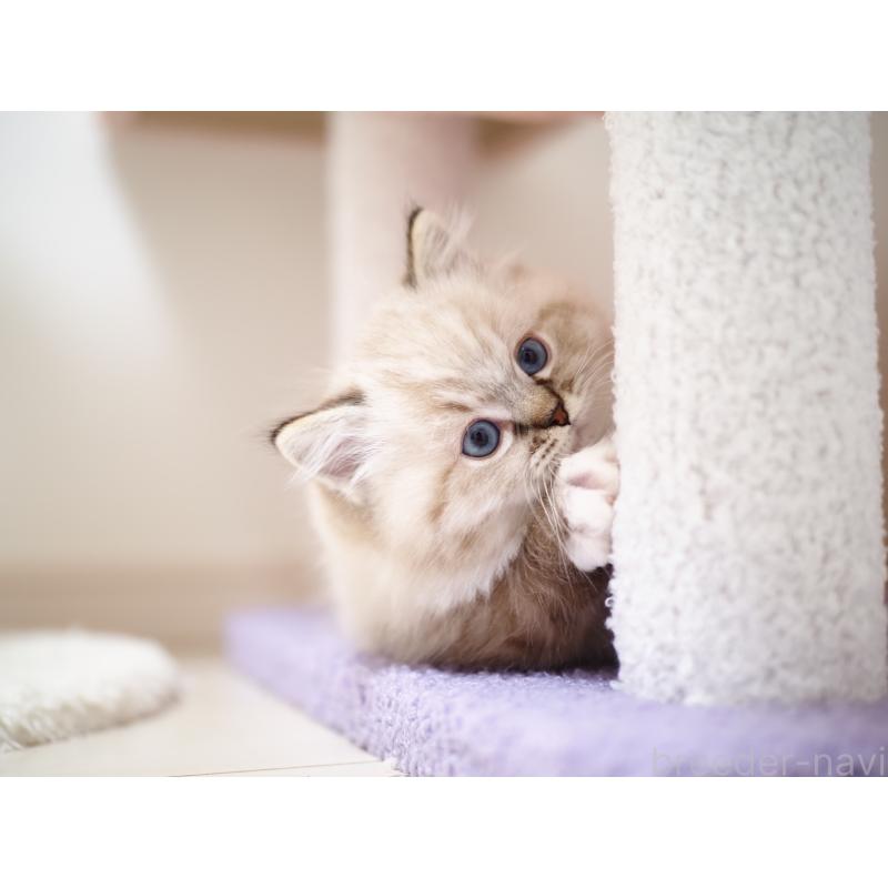 販売中の埼玉県のラグドール-131230の19枚目