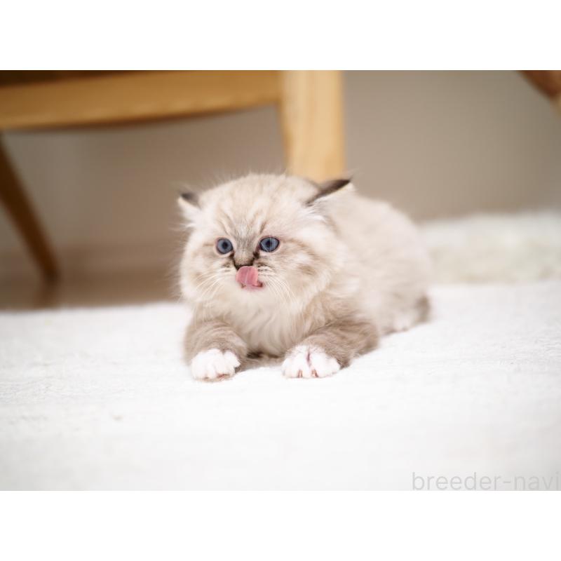 販売中の埼玉県のラグドール-131230の17枚目