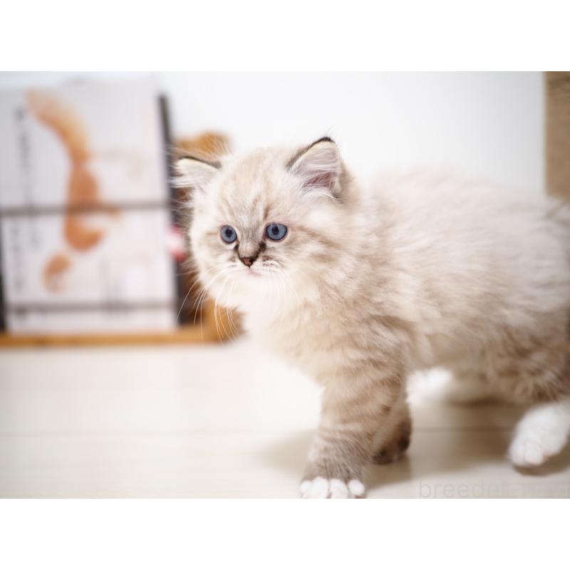 販売中の埼玉県のラグドール-131230の15枚目