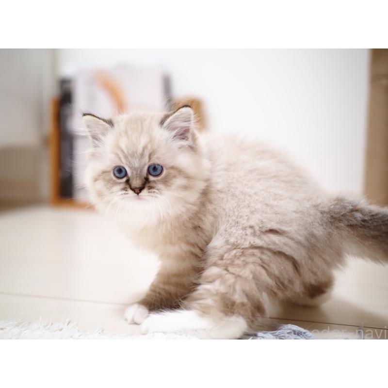 販売中の埼玉県のラグドール-131230の14枚目