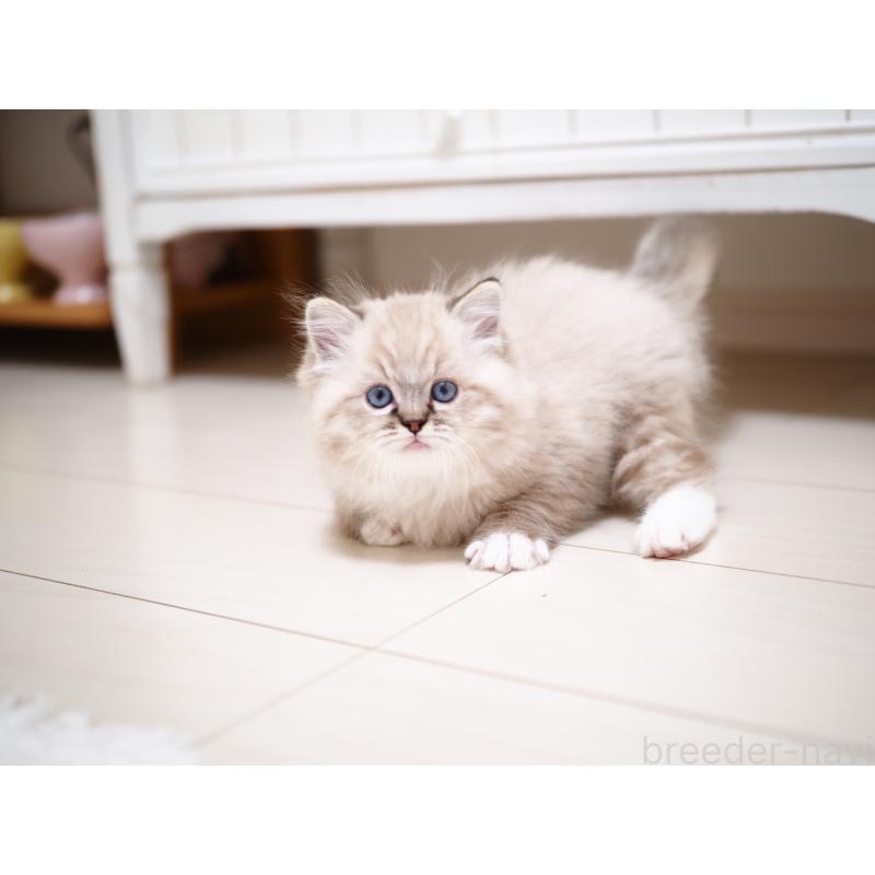 販売中の埼玉県のラグドール-131230の13枚目