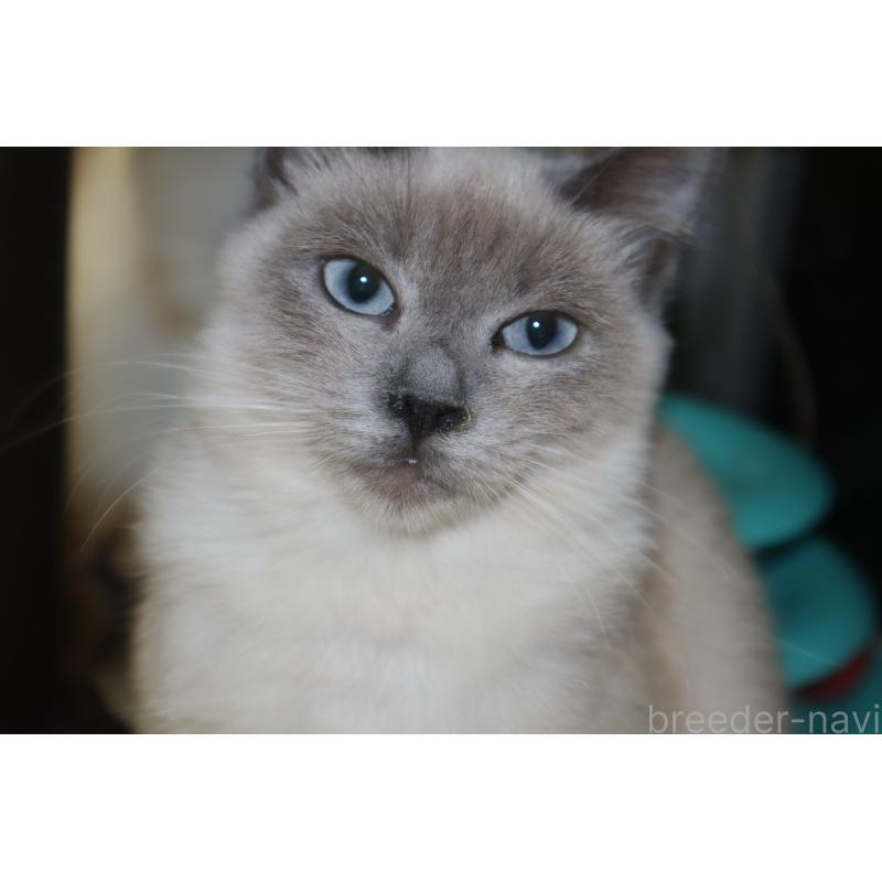 販売中の長野県のトイボブ-123009の2枚目