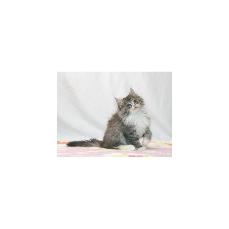 販売中の静岡県のノルウェージャンフォレストキャット-132882の4枚目