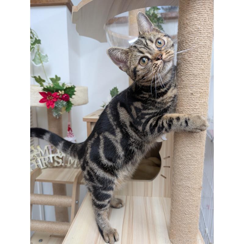 成約済の大阪府のアメリカンショートヘア-122718の2枚目