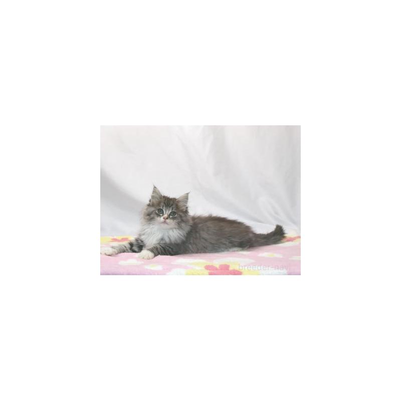 販売中の静岡県のノルウェージャンフォレストキャット-132882の2枚目