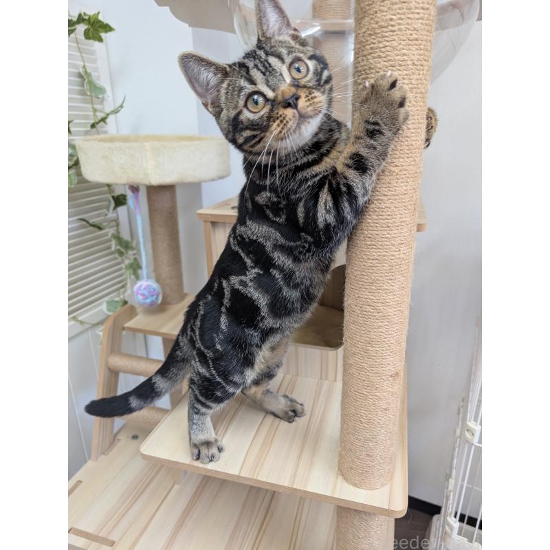 販売中の大阪府のアメリカンショートヘア-127753の2枚目