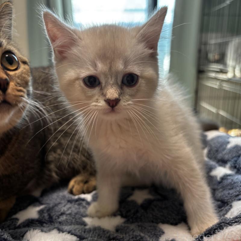 成約済の埼玉県のマンチカン-129010の4枚目