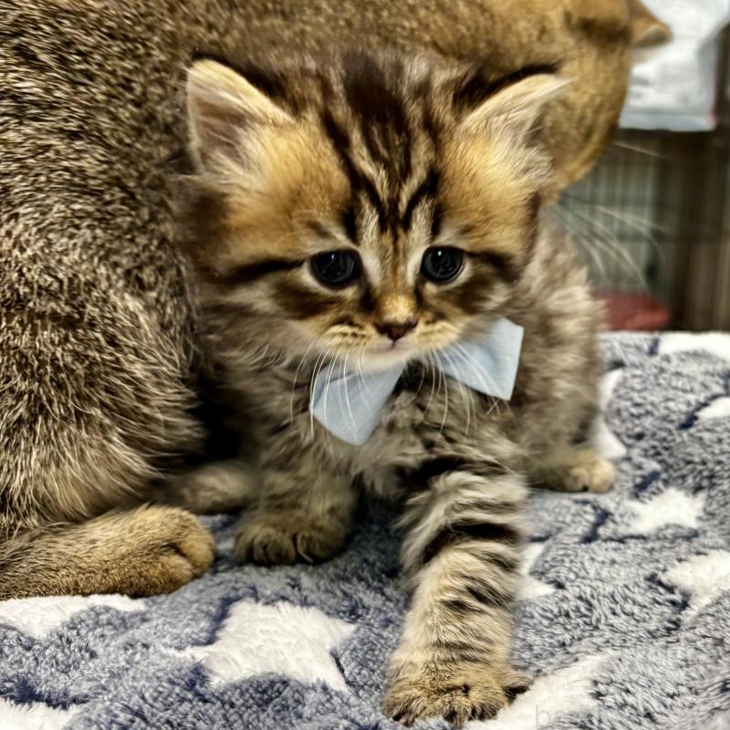 販売中の埼玉県のブリティッシュショートヘア-132323の3枚目