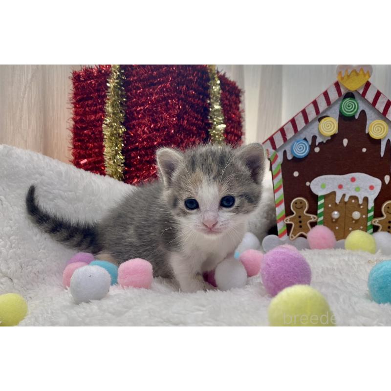 販売中の愛知県のミヌエット-132885の6枚目