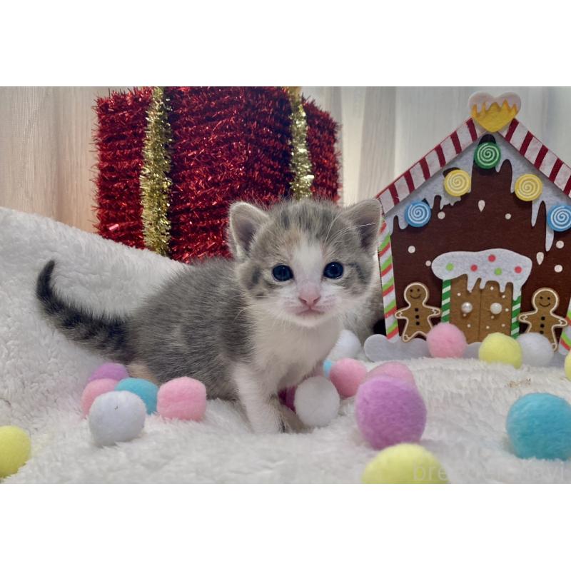 販売中の愛知県のミヌエット-132885の5枚目