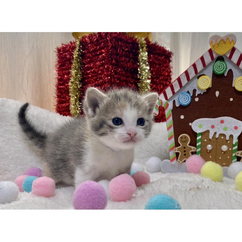 販売中の愛知県のミヌエット-132885の4枚目