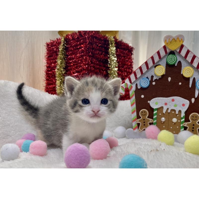 販売中の愛知県のミヌエット-132885の3枚目